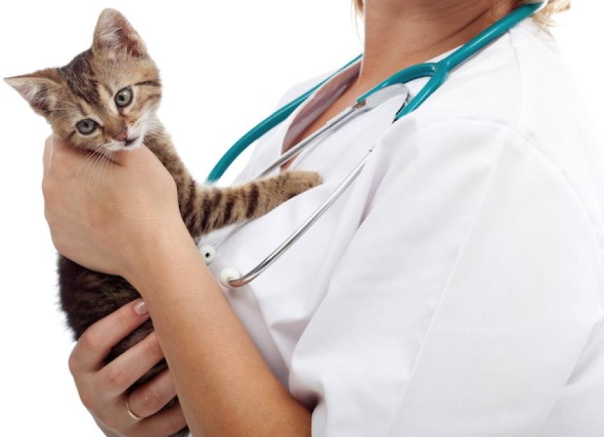 给猫做绝育手术要花多少钱?