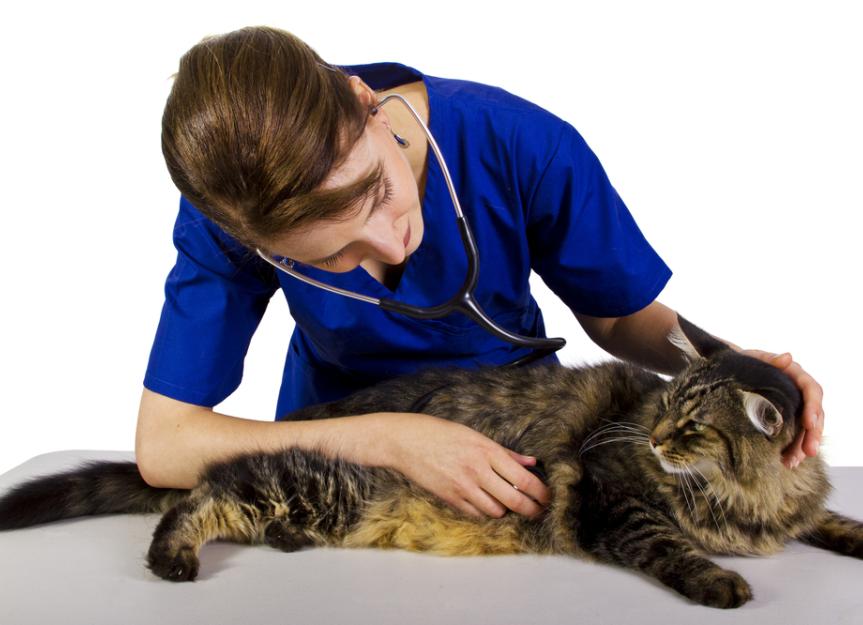 Enlarged Liver in Cats