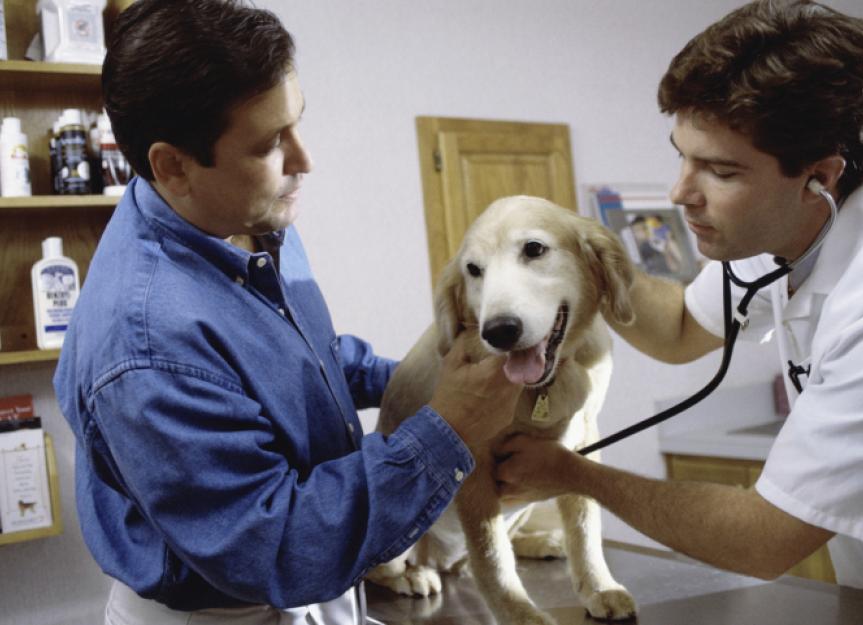 what are the symptoms of a dog with a brain tumor