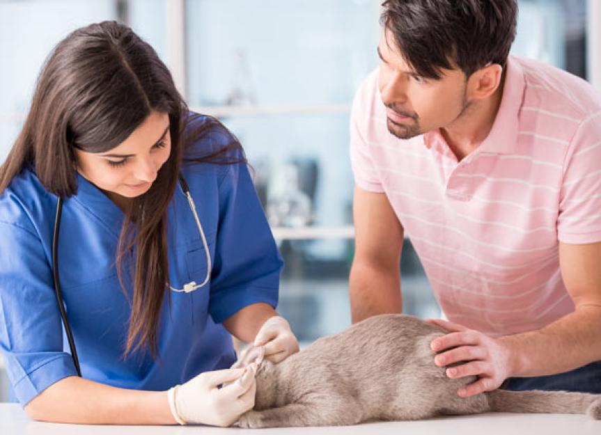 你会信任兽医助理来照顾你的宠物吗?