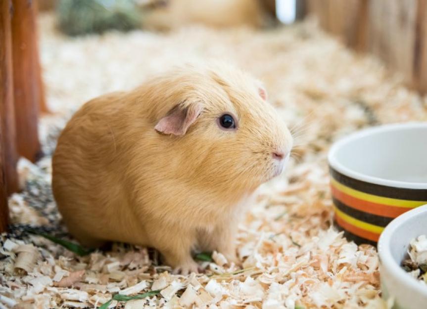 Vitamin C Deficiency in Guinea Pigs PetMD