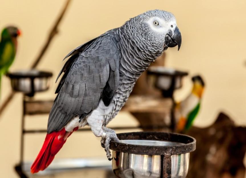 Vitamin D Toxicity in Birds PetMD