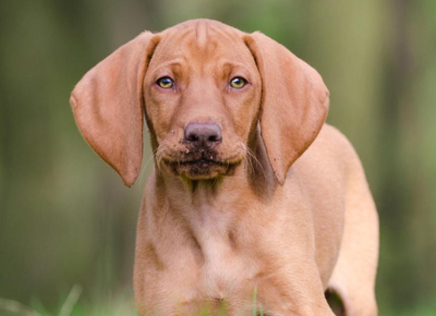 Vizsla PetMD