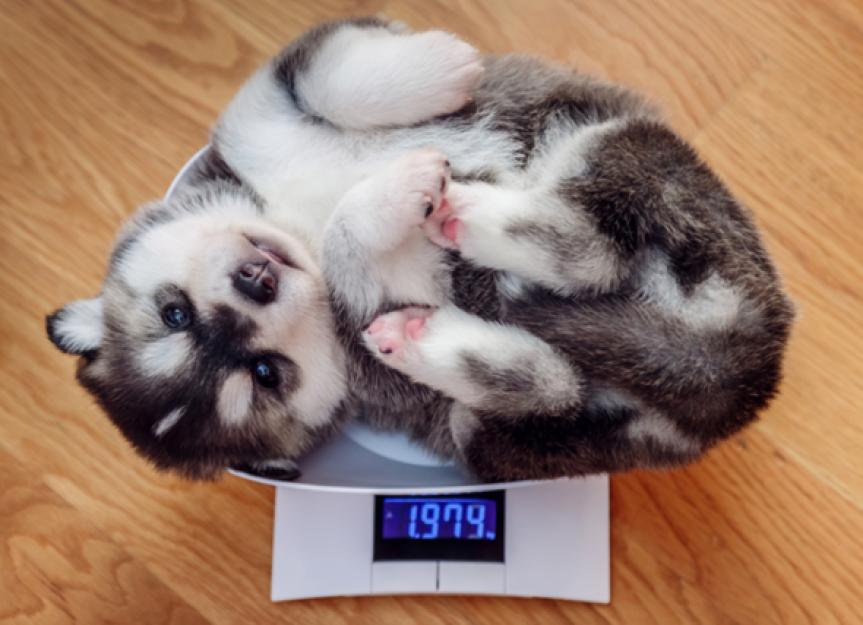 How to Weigh Your Cat or Dog at Home - Protect My Pet
