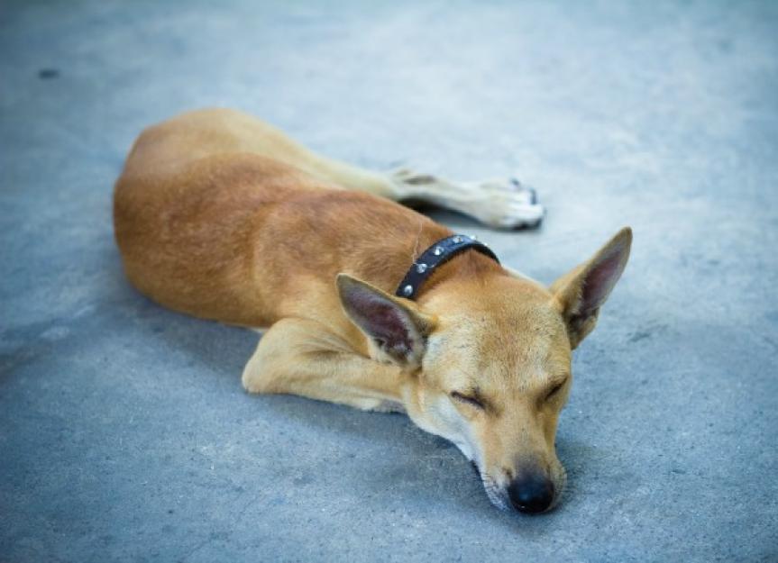 can pancreatitis in dogs cause weight loss