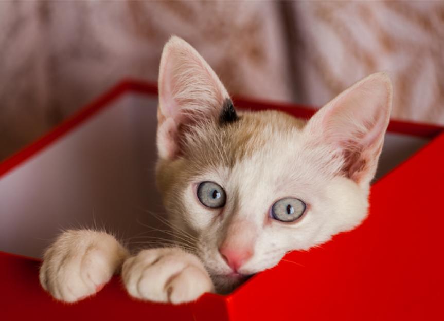 Five Things Every Cat Needs to Stay Healthy