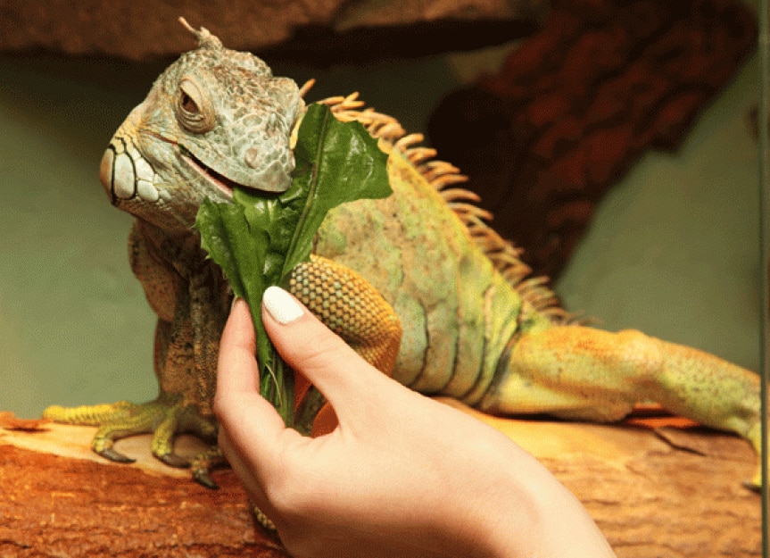 What Do Lizards Eat? PetMD