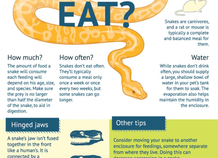 What Do Snakes Eat? | PetMD