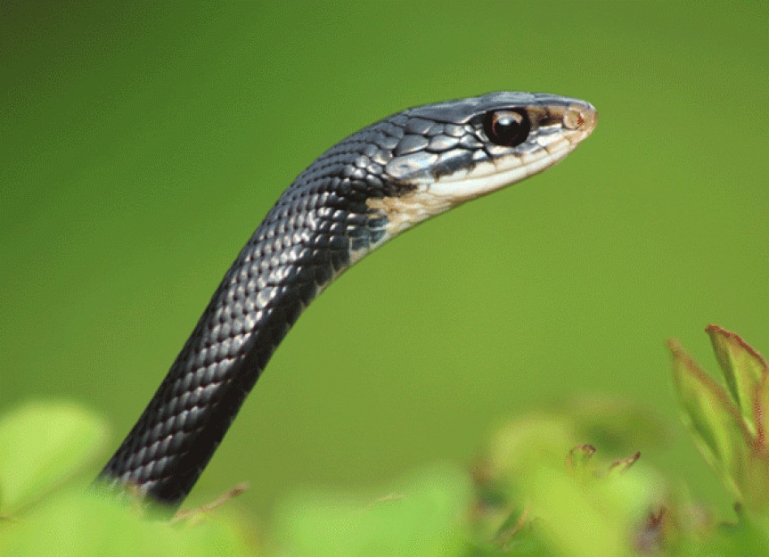 Is it true that the under-scales of snakes can show if the snake