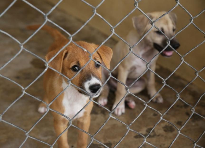 Where to Get a Puppy: Pup Shelters, Pet Shops and Breeders