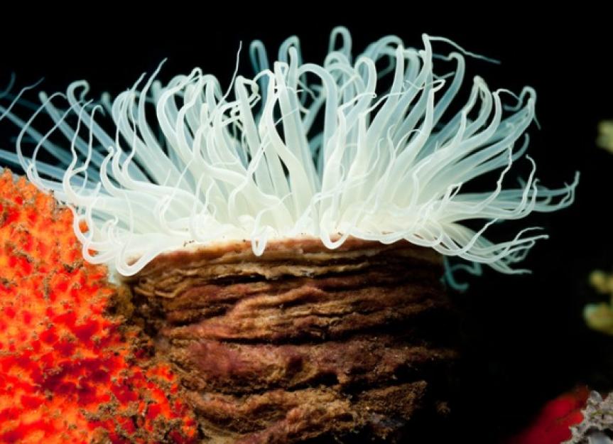 How to Care for Tube Anemones (Subclass Ceriantharia)