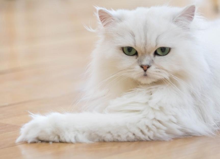 understanding-the-different-types-of-persian-cat-coats-https