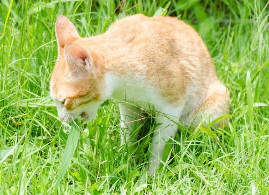 Why Do Cats Eat Grass? | PetMD