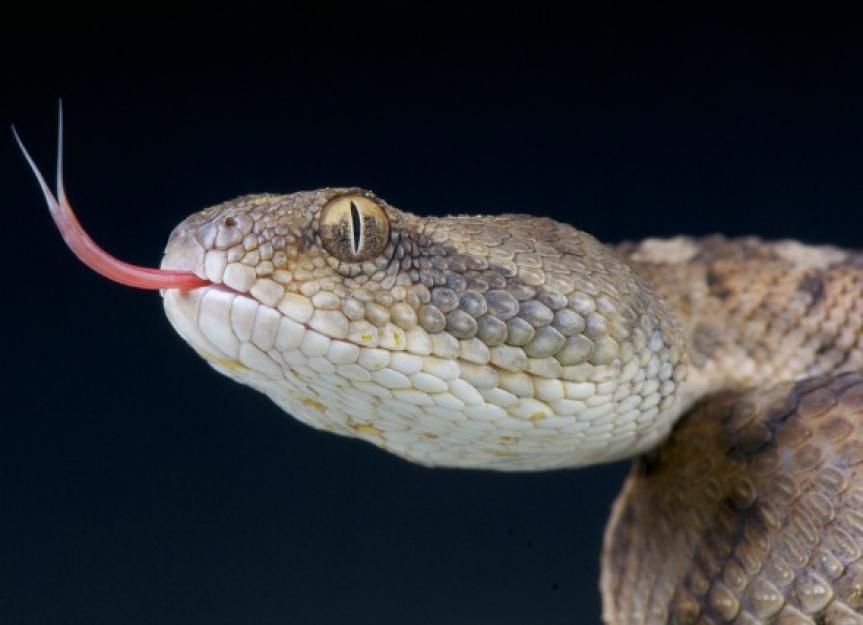 为什么蛇我们e Their Tongue?
