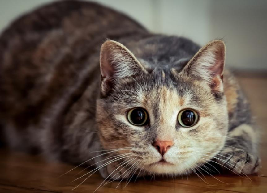 Cats Knocking Things Off Tables and Other Cat Behaviors Explained