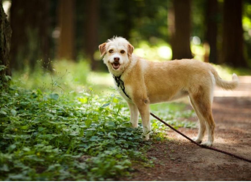 can dogs die from lyme disease