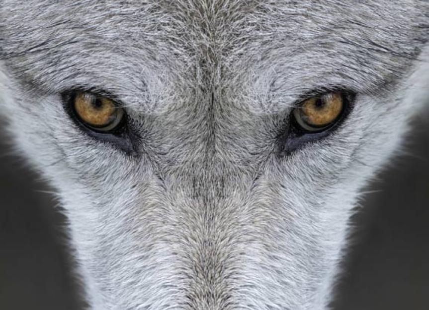 郊狼——它是一只狗，一只狼，还是一只郊狼?