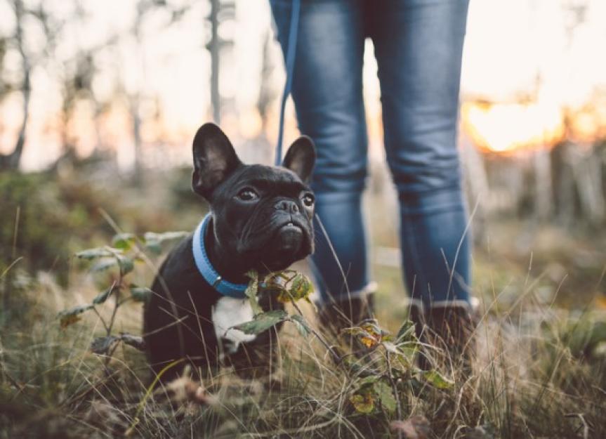 8 Ways to Shake Up Your Dog Walking Routine