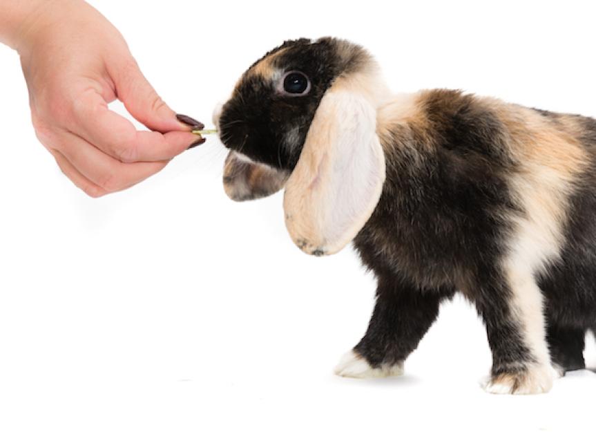 How to Train a Rabbit PetMD