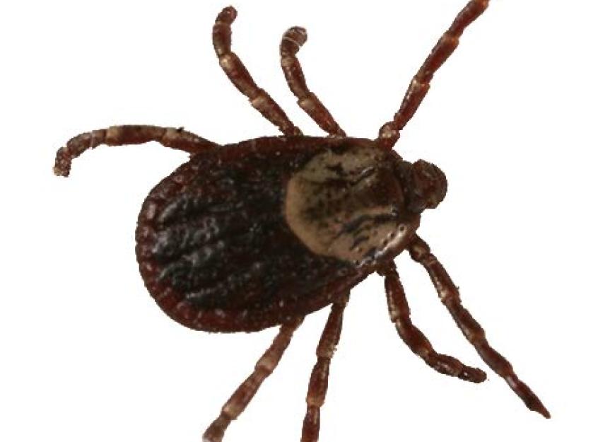 About the Wood Tick