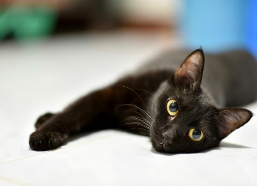 Worms in Cats Causes, Symptoms, and Treatment PetMD