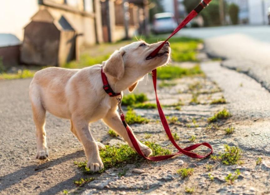 what age should you leash train a puppy