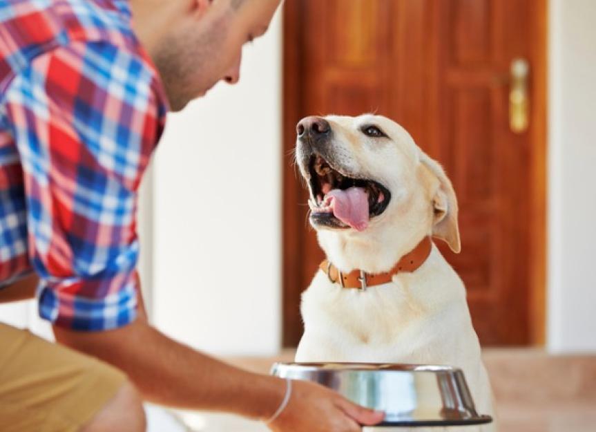 how often should you feed a dog