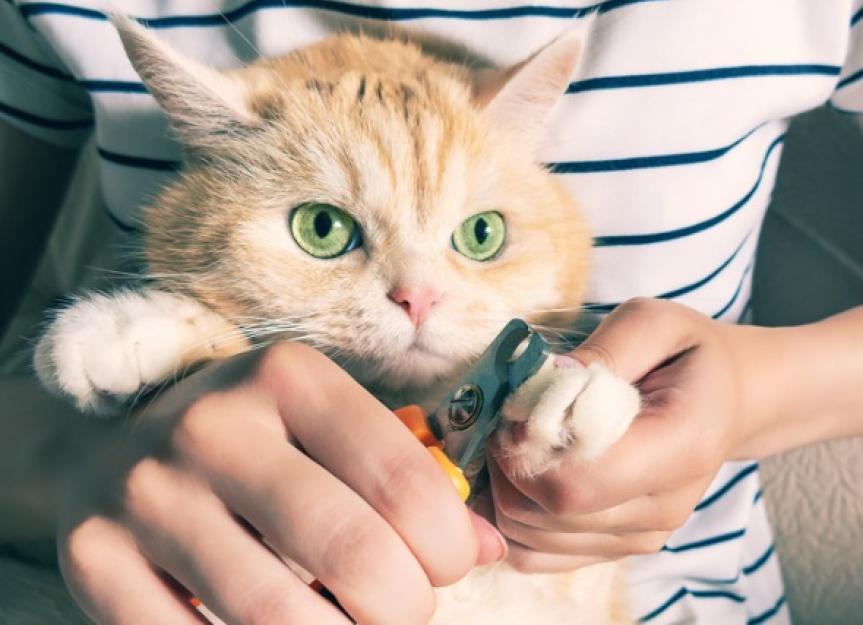 Cat Nails: How to Stop Before You Hit the Quick
