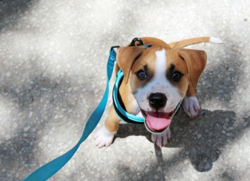 The 3-Step Method for Leash Training a Puppy