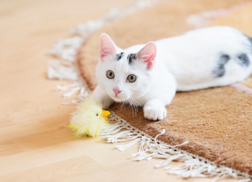 Tips for the First 30 Days After Adopting a Cat