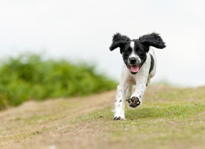 5 Reasons Why Your Dog Runs Away When You Call