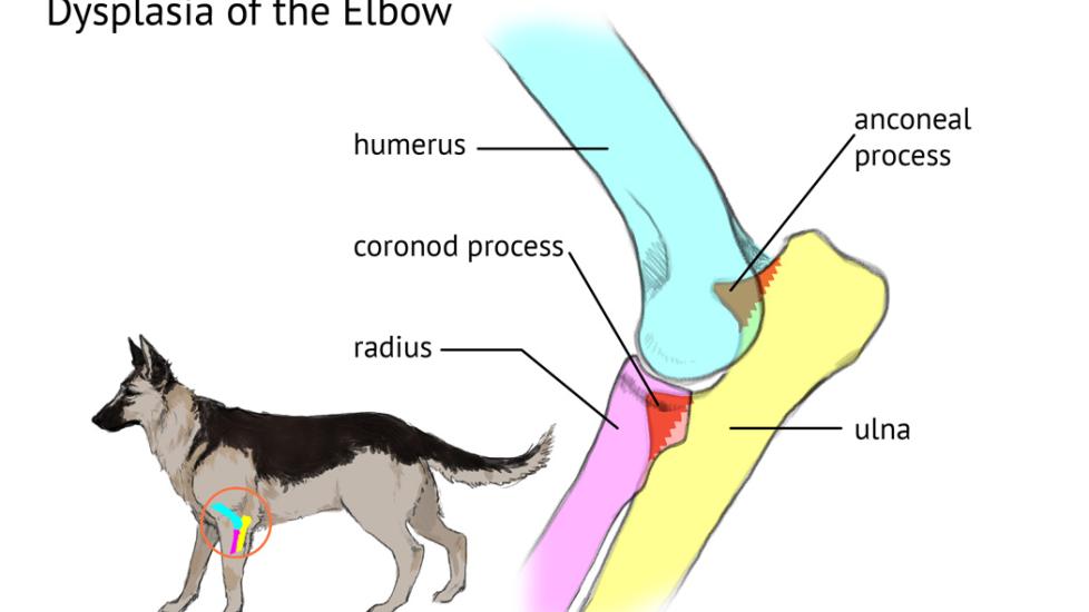 Elbow Dysplasia in Dogs Medical Diagram