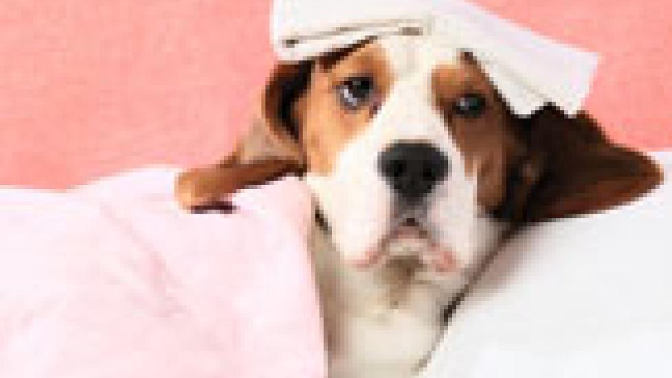 What to Feed to a Sick Dog PetMD