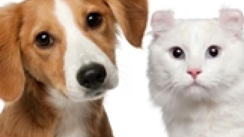 Weight Gain in Cats and Dogs and When to Spay or Neuter PetMD