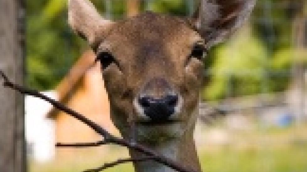 Is Chronic Wasting Disease a Threat to Humans Who Eat Deer?