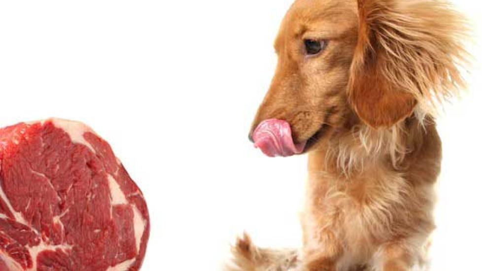 Is a Raw Meat Diet Right for Your Dog? PetMD