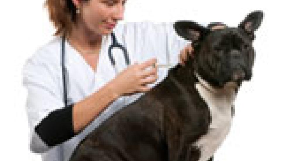 canine-vaccination-series-part-5-canine-influenza-vaccine-petmd