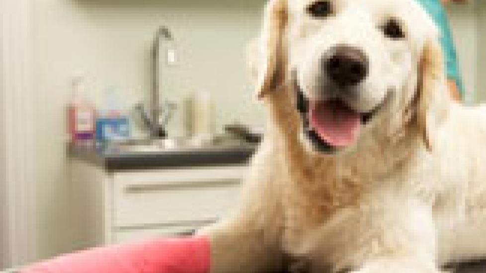 Canine Vaccination Series Part 2 Rattlesnake Vaccinations for Dogs