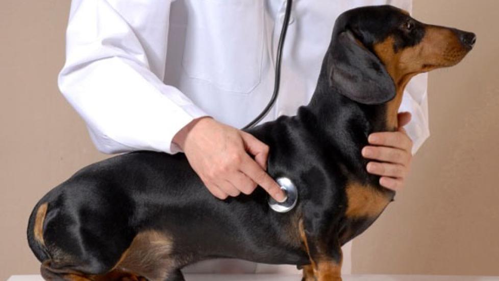 Vitamin d deficiency shop symptoms in dogs