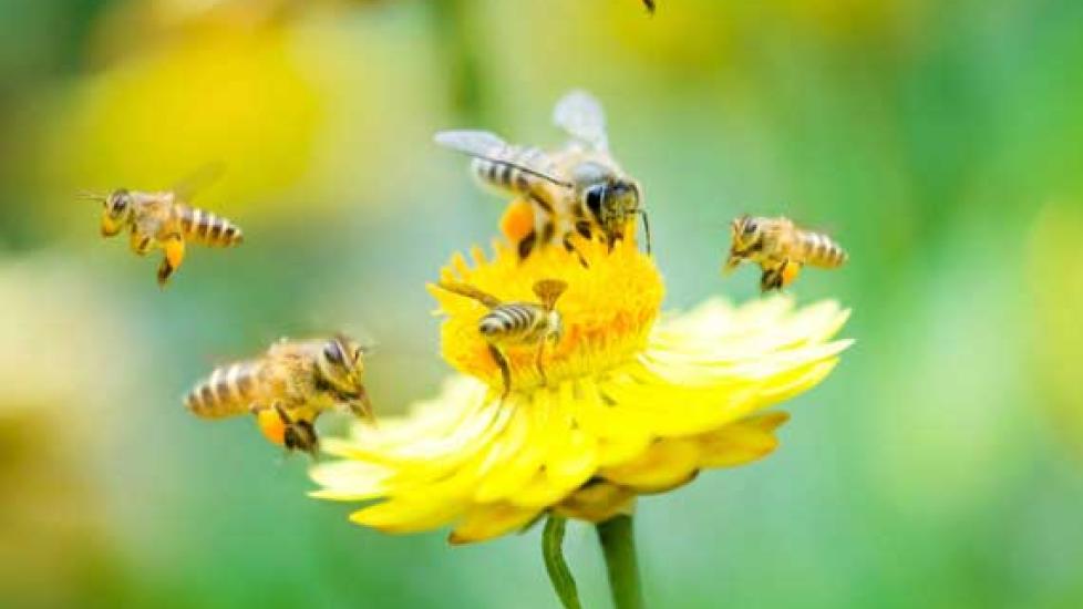 Swarm of Africanized Bees Kills New Mexico Dog