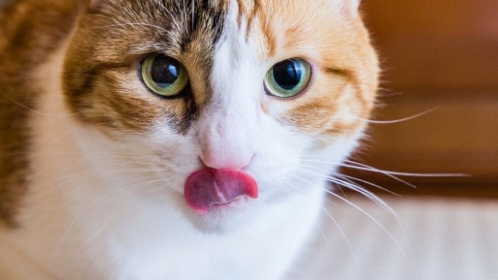 Using Diet to Treat and Prevent Bladder Stones in Cats PetMD