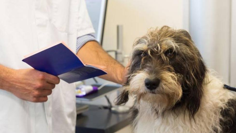 Signs of Renal Disease in Dogs PetMD