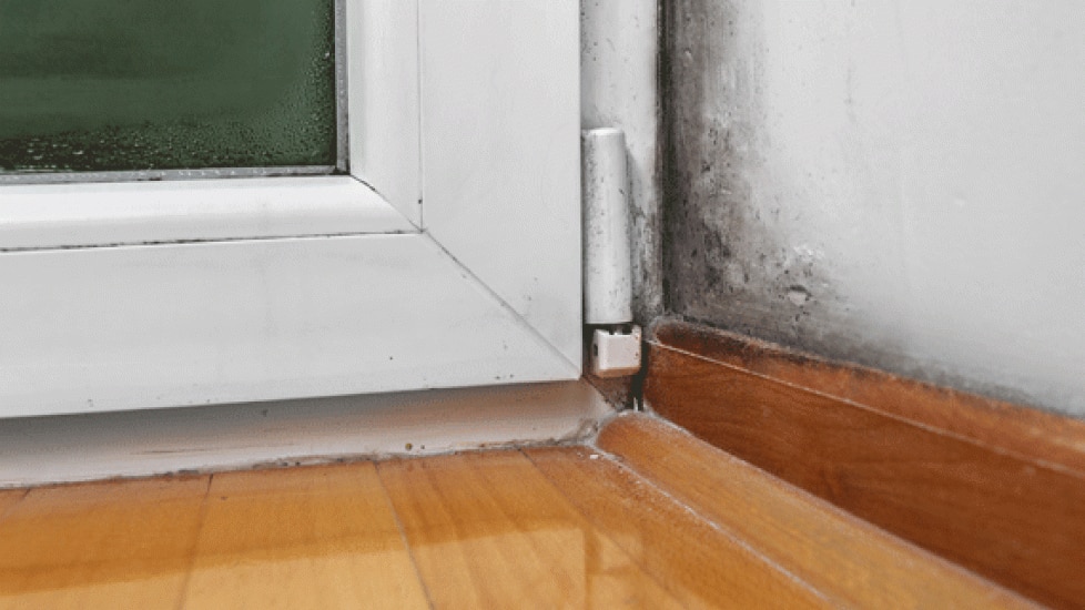 Mold Toxicity in Dogs and Cats PetMD