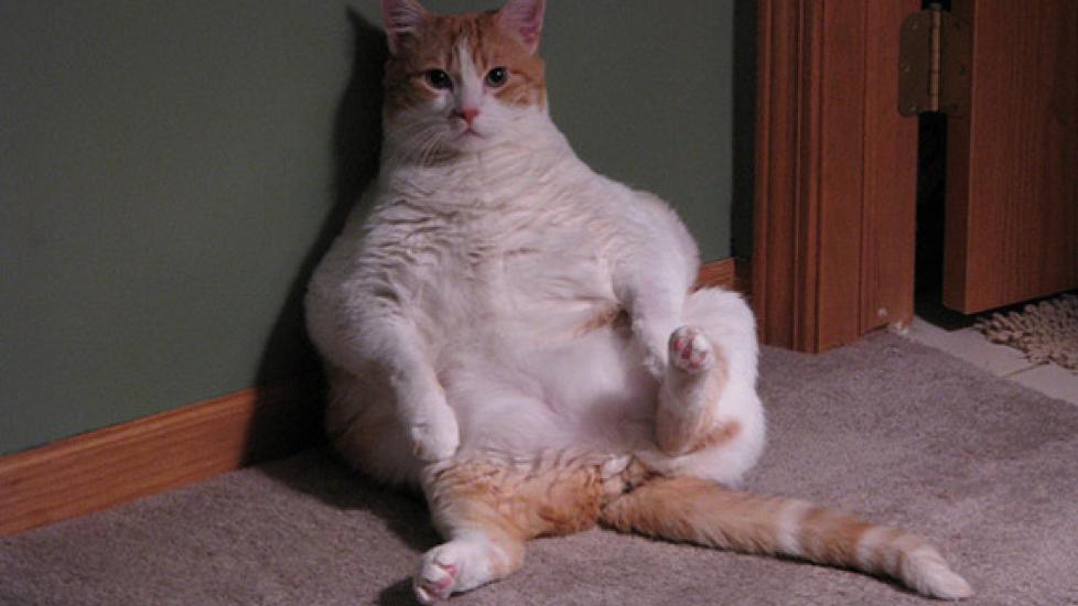 Top 10 Fat Cat Breeds - Cat Breeds Prone to Weight Issues | PetMD