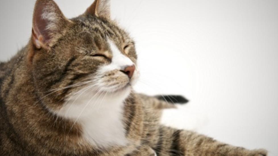 cat lying down