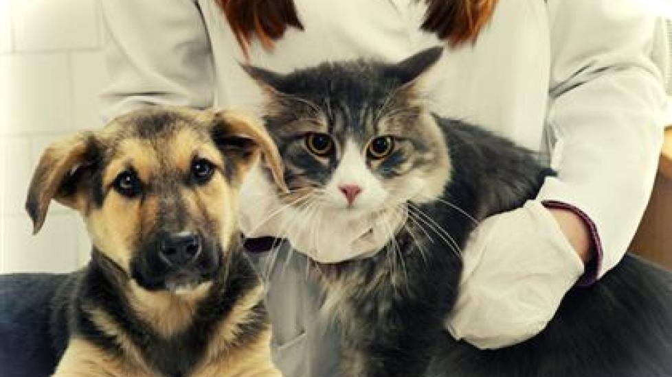Picking The Right Vet: A Cheat Sheet PetMD