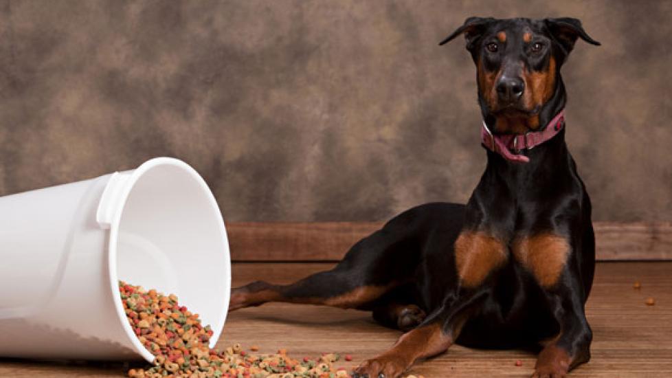 Dog Food Storage Mistakes You DON'T Want to Make PetMD