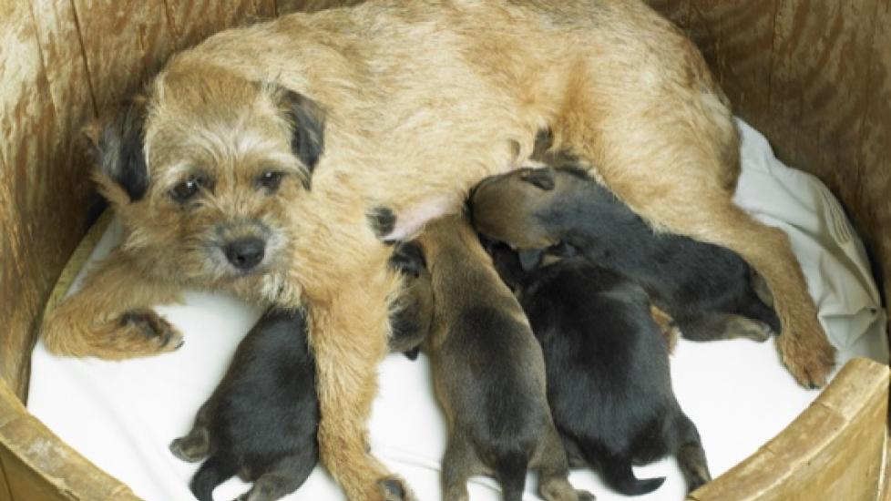 https://image.petmd.com/files/styles/978x550/public/2020-10/dog-birthing1.jpg