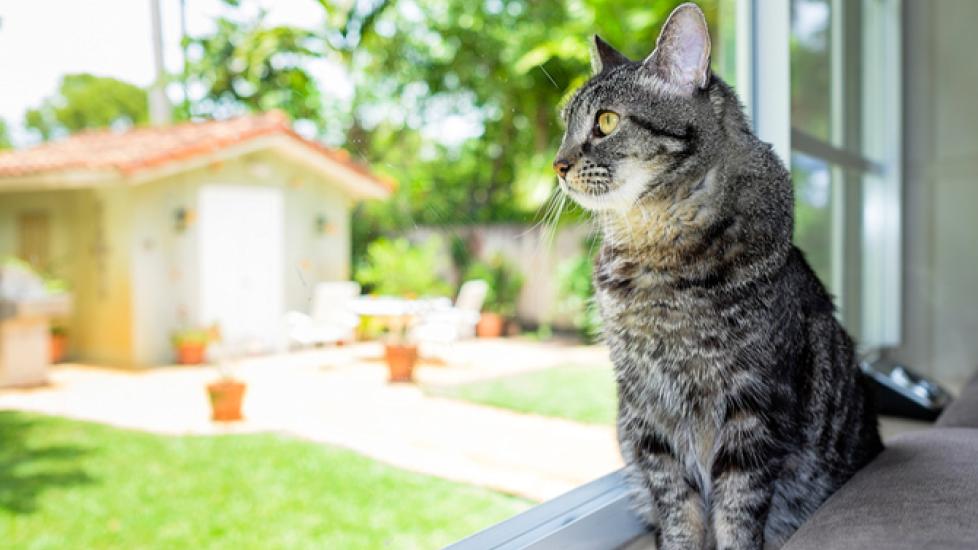 Leaving Your Cat Alone: Things You Need to Know PetMD