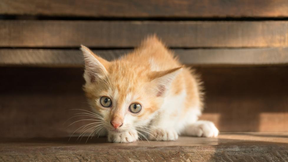 Cat for Sale'? No! Here Are 5 Reasons Never to Buy a Cat